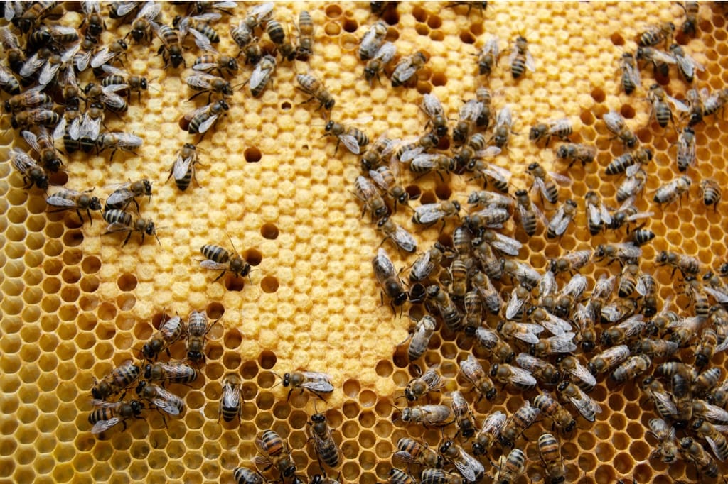 When Bee Brood Development Goes Wrong
