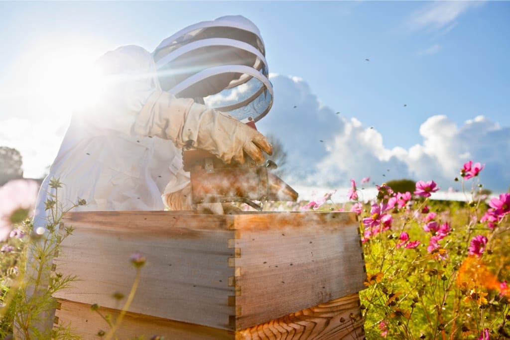 History and Impact of The Varroa Mite