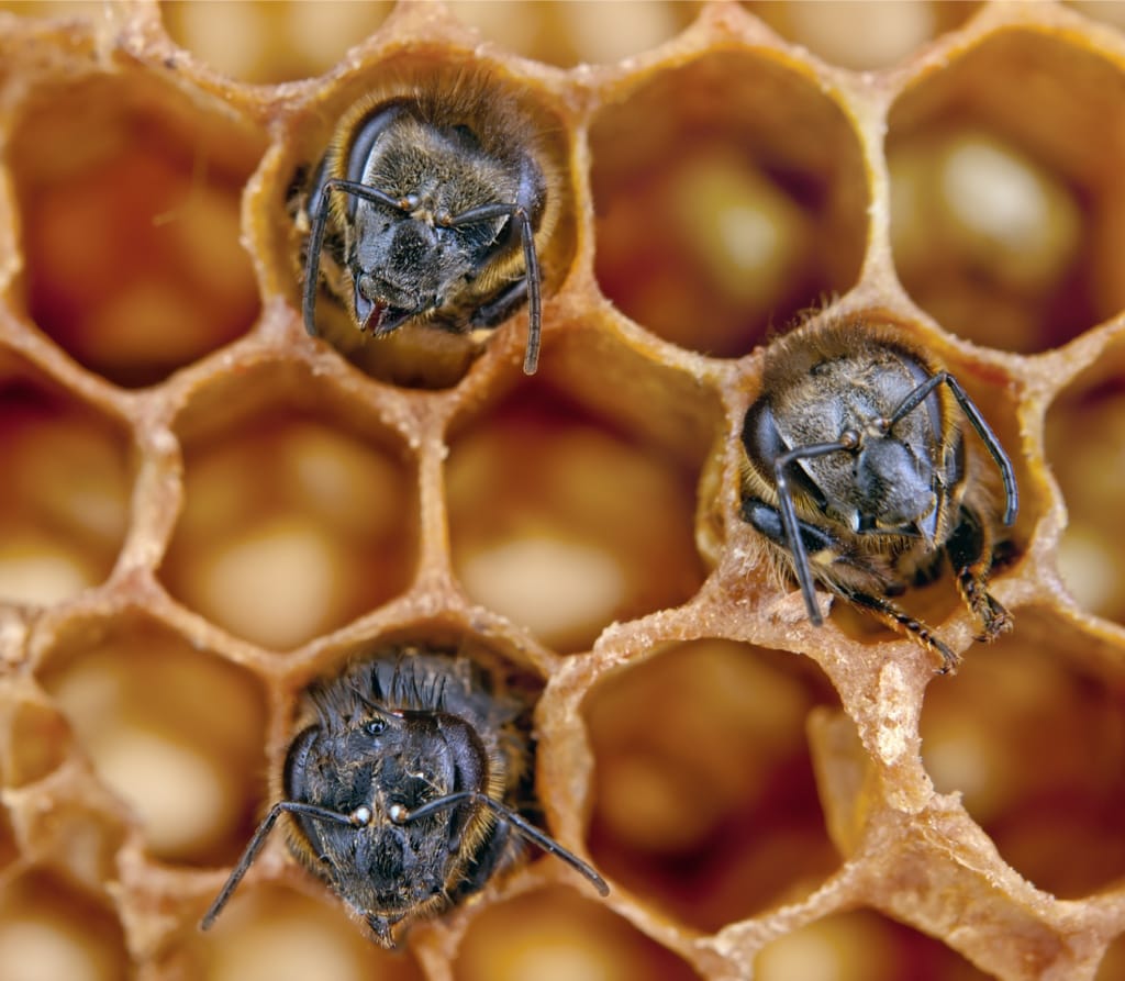 How Temperature Affects Development Rates