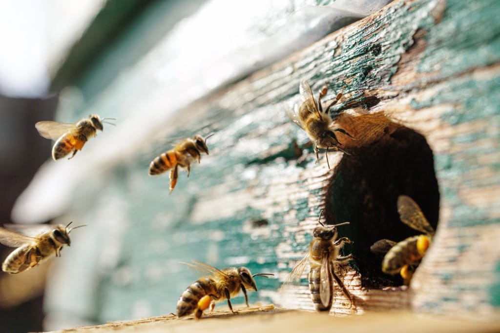 The Honeybees of Modern Beekeeping