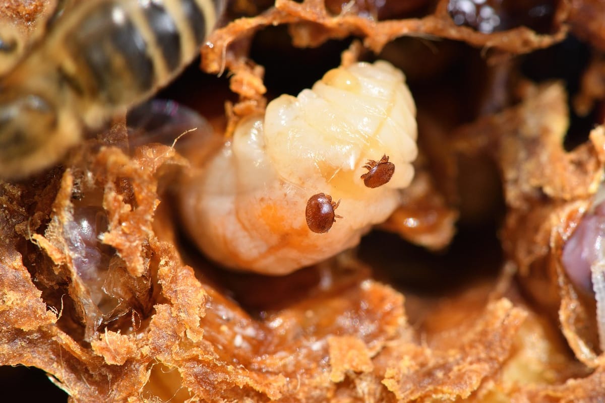 Varroa Destructor: Modern Research on Its Impact and How Beekeepers Can Fight Back