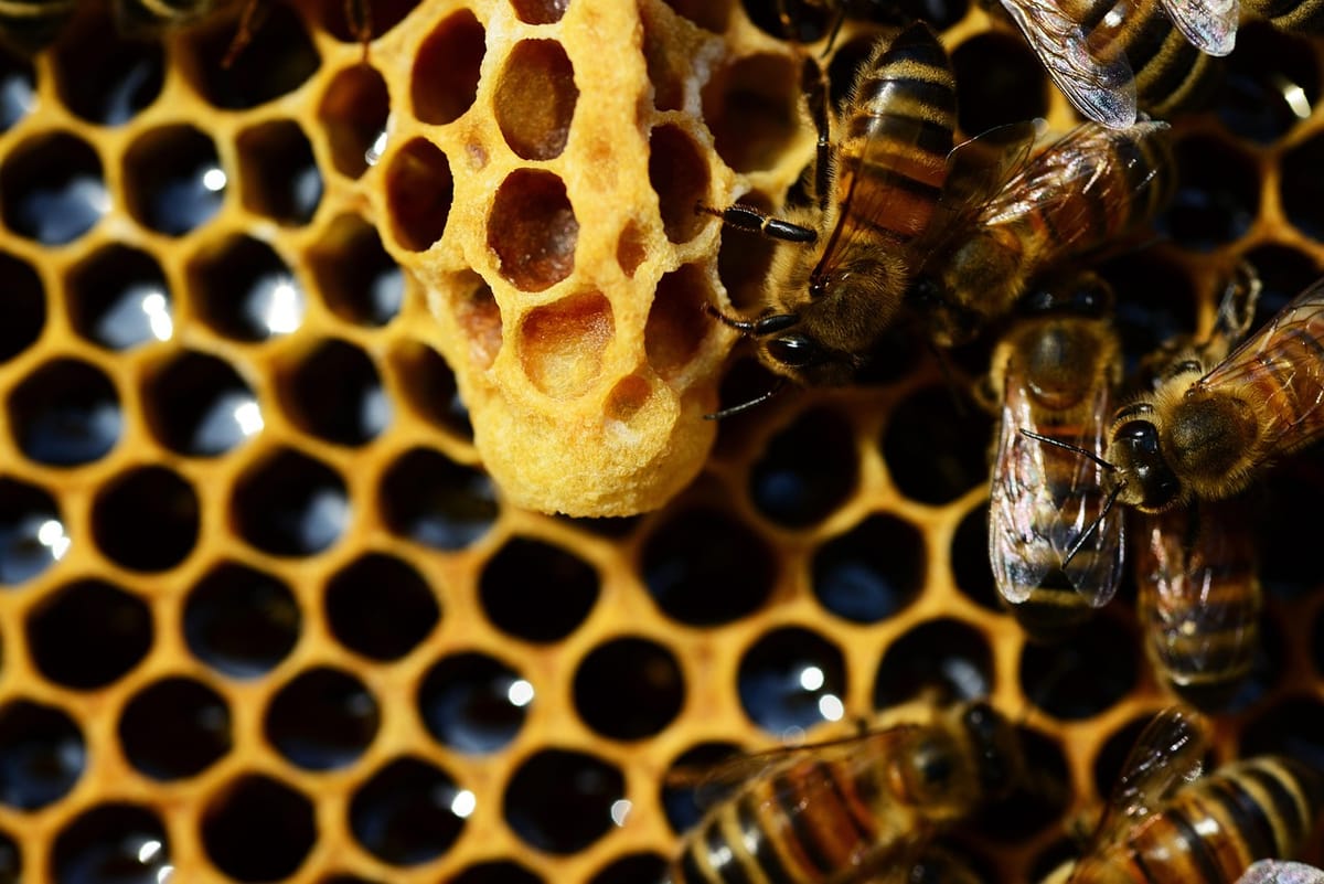 How Larval Nutrition Drives Every Hive Management Decision