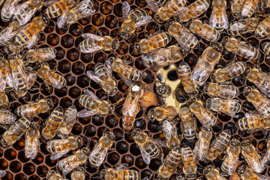 Queen Development Timing: How It Affects Colony Strength and When to Intervene