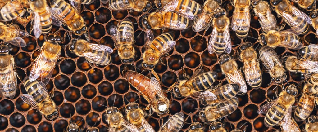 Spring Bee Buildup: Why Colony Growth Follows Different Math