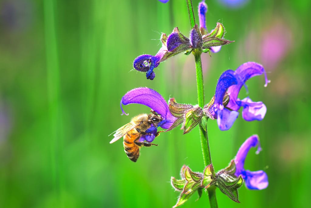 What Do Bees Eat? A Guide to Bee Nutrition for Beekeepers