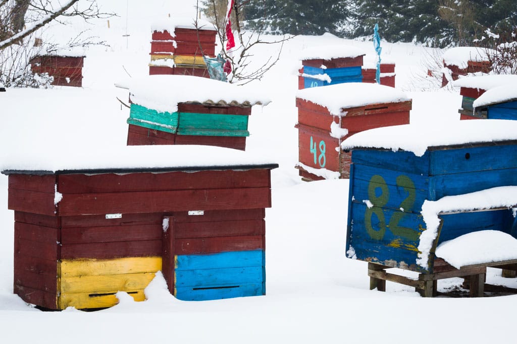 Winter Bees: How Honey Bees Survive Cold Months Through Longevity and Cluster Biology