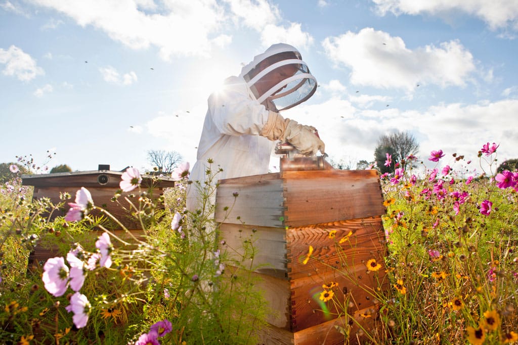 Your First Spring Hive Inspection: A Beekeeper's Complete Guide