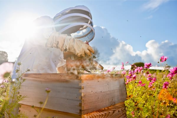 History and Impact of The Varroa Mite