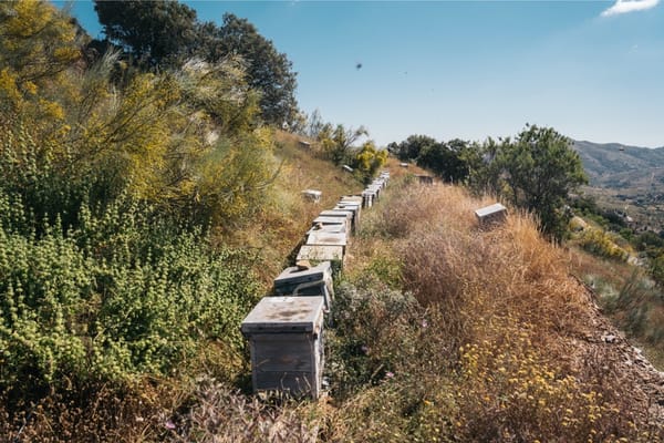 Preparing Your Colonies for Winter