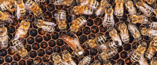 Spring Bee Buildup: Why Colony Growth Follows Different Math