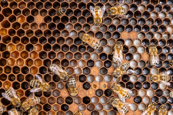 The Nurse Bee Bottleneck: Why Colony Collapse Disorder Starts in the Nursery