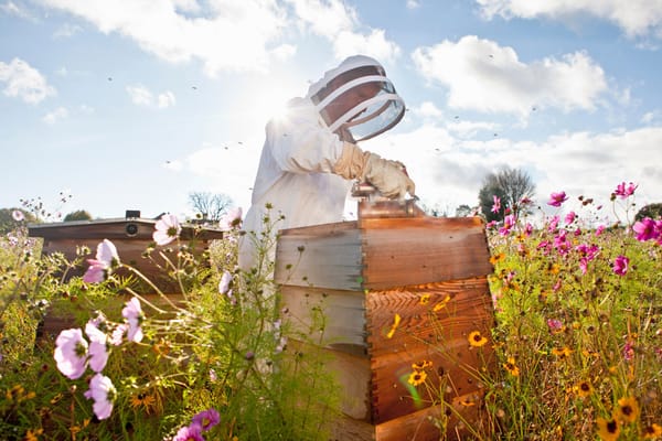Your First Spring Hive Inspection: A Beekeeper's Complete Guide