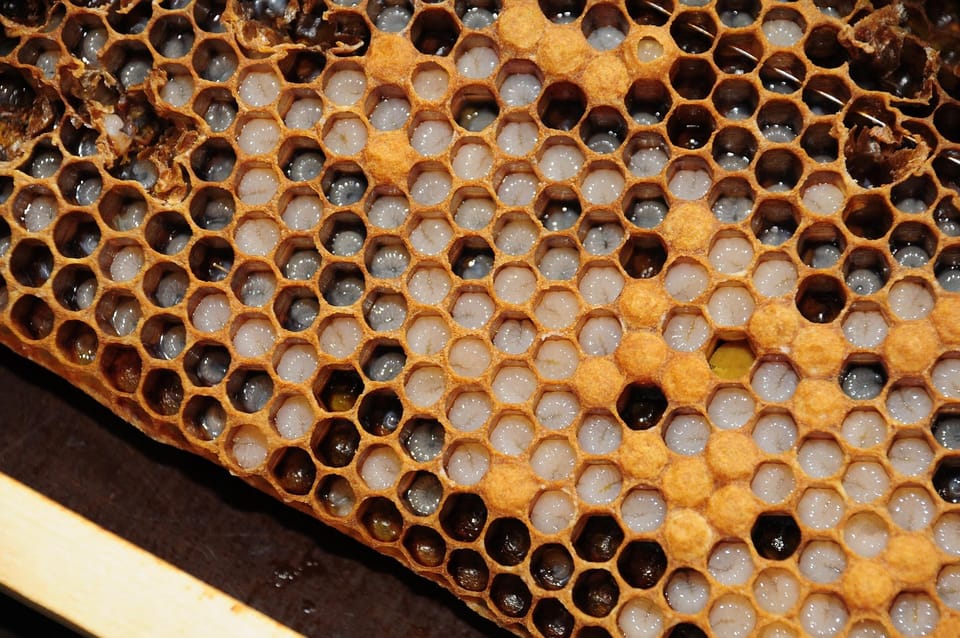 Normal Brood Pattern How to Read Brood Patterns to Diagnose Colony Health